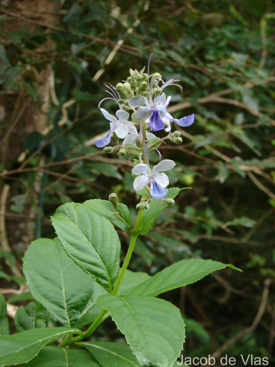 Rotheca serrata (L.) Steane & Mabb.